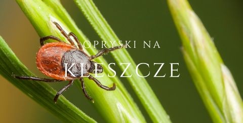 opryski na kleszcze